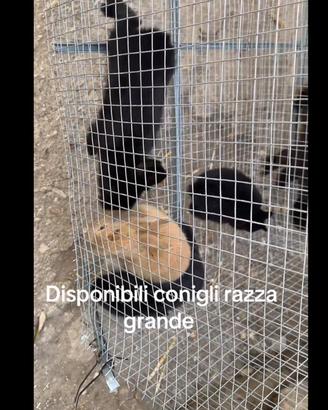 Conigli razza grande