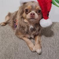 Chihuahua pelo lungo