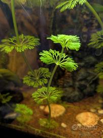 Piante acquario