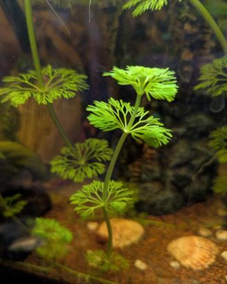 Piante acquario