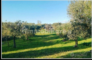 Terreno nelle campagne di Alberobello