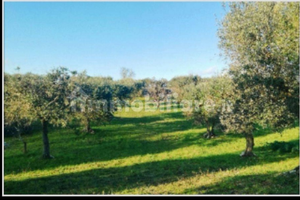 Terreno nelle campagne di Alberobello