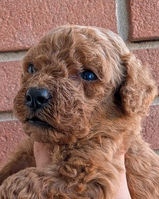 Barboncino nano maschi e femmine