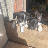 Bulldog francese padre incrocio padre origin