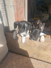 Bulldog francese padre incrocio padre origin