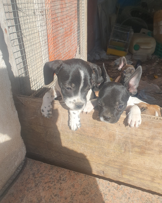 Bulldog francese padre incrocio padre origin