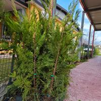Piante di cipresso  leylandii