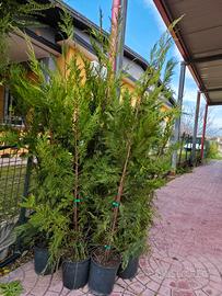 Piante di cipresso  leylandii
