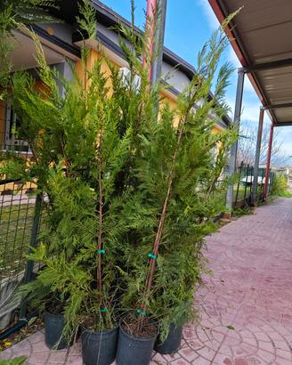Piante di cipresso  leylandii