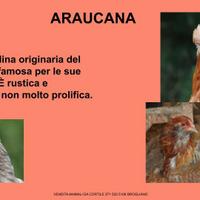 Galline ornamentali di auracana