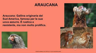 Galline ornamentali di auracana