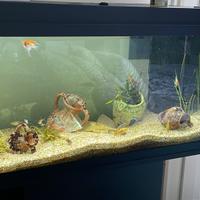 Acquario