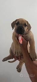 Boerboel cuccioli