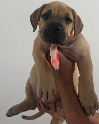 Boerboel cuccioli