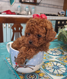 Barboncini toy e mini toy