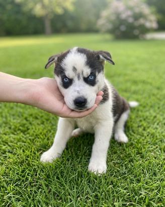 Cuccioli di Siberian Husky