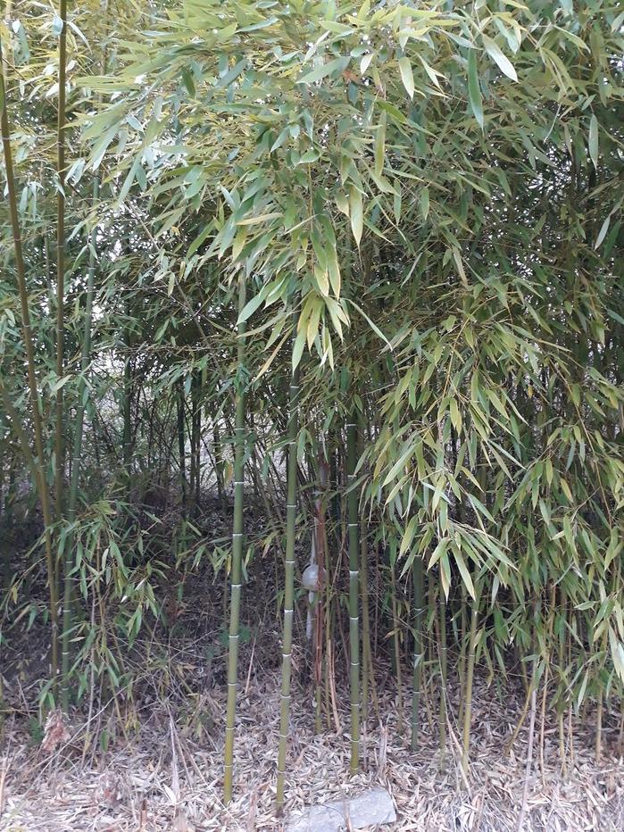 CANNE DI BAMBOO - Bambù - Giardino e Fai da te In vendita a Bergamo