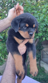 Rottweiler cuccioli con Pedigree