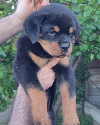 Rottweiler cuccioli con Pedigree