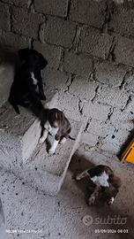 Cuccioli 4 mesi