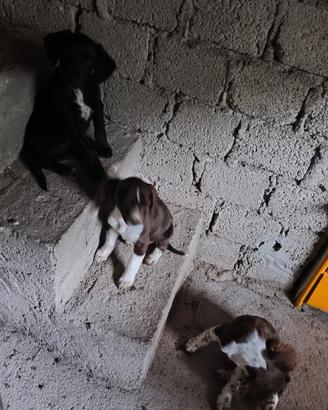 Cuccioli 4 mesi