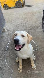 Cuccioli Labrador