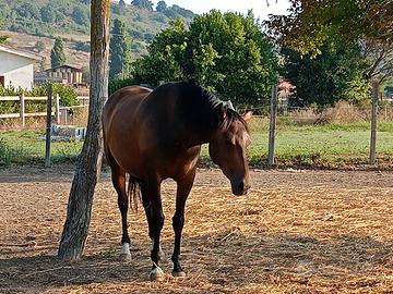 Puledra