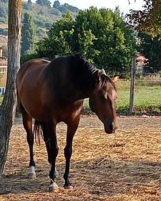 Puledra