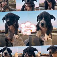 VendoCuccioli di amstaf