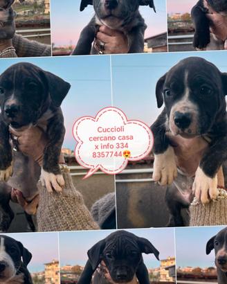 VendoCuccioli di amstaf