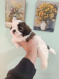 Cuccioli di schizu mini