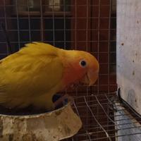 Inseparabile rosecollins affettuosissimo