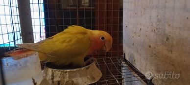 Inseparabile rosecollins affettuosissimo