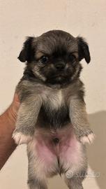 Chihuahua pelo lungo