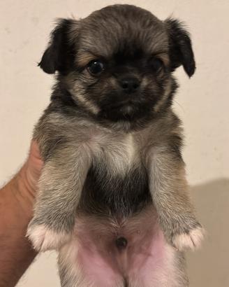 Chihuahua pelo lungo