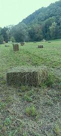 Ballette di fieno polifita primo e secondo taglio
