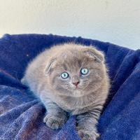 Gattino scottish fold blu