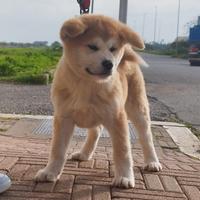 Akita inu cucciolo maschio