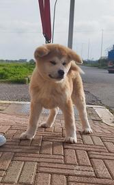 Akita inu cucciolo maschio