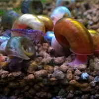 20 lumache antialghe per acquario