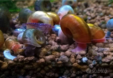 20 lumache antialghe per acquario