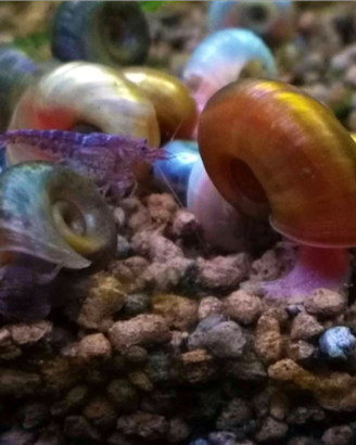 20 lumache antialghe per acquario