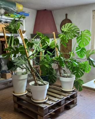 Pianta Monstera