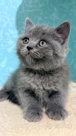 Cucciolo British Blu