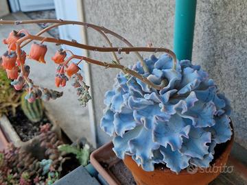 Echeveria Crispate in vaso di coccio smaltato