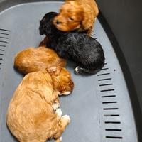 Cuccioli Cavapoo/barboncino allevamento italiano