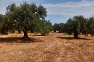Vendita di terreno Ostuni in contrada Lamatroccola