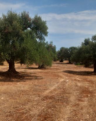 Vendita di terreno Ostuni in contrada Lamatroccola