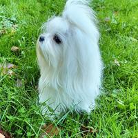 Maltese coreano per monta