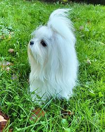 Maltese coreano per monta